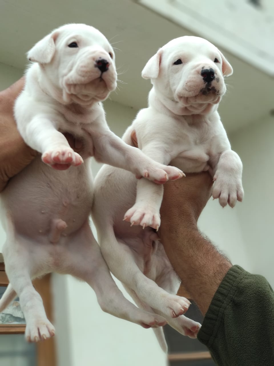 Dogo argentino